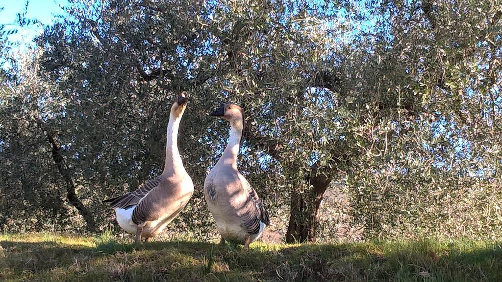 Piccolo Relais Galletto Di Marzo Spa E Relax Solo Per Due Paciano Kültér fotó